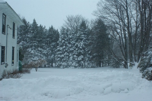My Snowy Acre of Tree-Walled Lawn